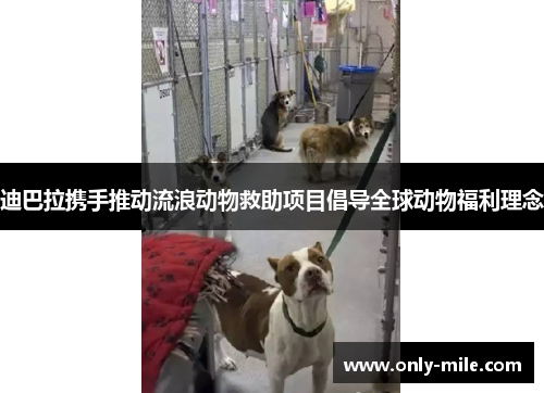 迪巴拉携手推动流浪动物救助项目倡导全球动物福利理念